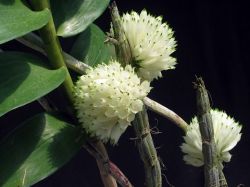 Dendrobium purpureum album