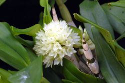 Dendrobium purpureum album
