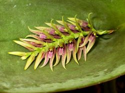 Acianthera pectinata