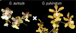 Grandiphyllum (auricula × pulvinatum)