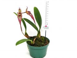 Bulbophyllum (putidum × biflorum)