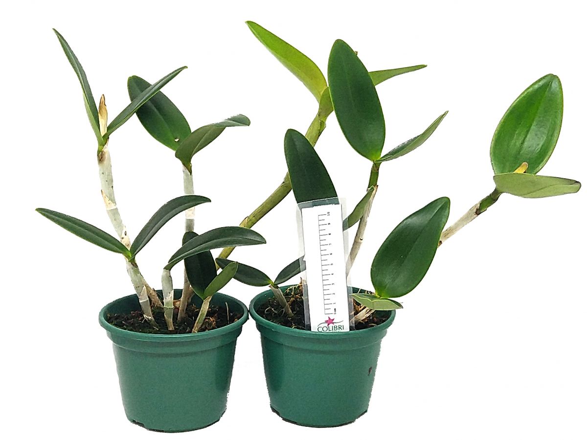 (Blc. Durigan × Cattleya granulosa) × Cattleya loddigesii Imagem 3