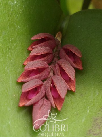 Acianthera hamosa Imagem 1