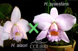 Hadrolaelia alaori × Hadrolaelia praestans suave orlata