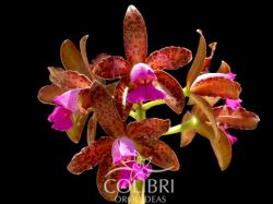 Cattleya tigrina chocolate