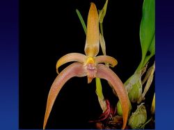 Bulbophyllum Jersey
