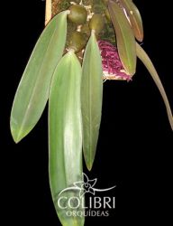 Bulbophyllum fletcherianum