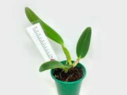 Cattleya labiata semi-alba (‘Marina’ × ‘Caliman’)