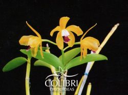 Cattleya porphyroglossa × self