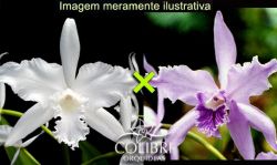 Brasilaelia lobata (alba × cerúlea)