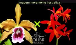 Brasilaelia tenebrosa × Hoffmannseggella milleri (Laelia Zip)