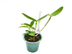 Cattleya ×dayana = Cattleya (guttata verde × forbesii ‘Larissa’)