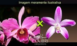 Brasilaelia purpurata rubra × Hoffmannseggella ghillanyi pincelada